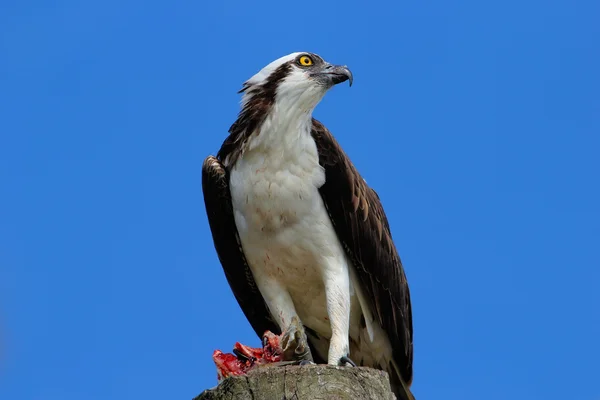 Fischadler mit einem Fang an einem Lichtmast — Stockfoto