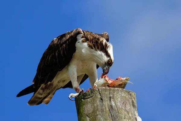 Osprey едят рыбу на светлом столбе — стоковое фото