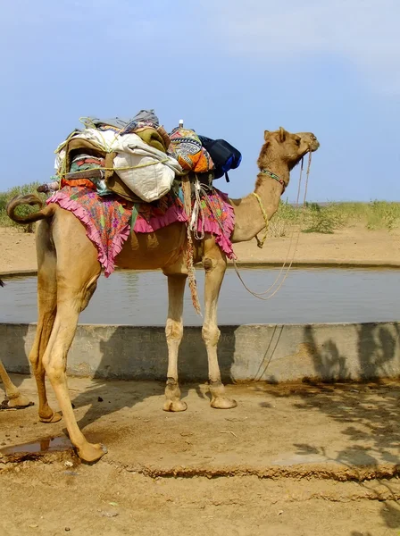 Kamel stående av vattenreservoar i en liten by under kom — Stockfoto