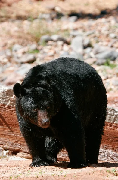 Fekete medve, séta — Stock Fotó