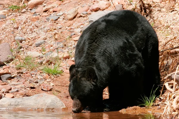 Fekete medve, ivás — Stock Fotó