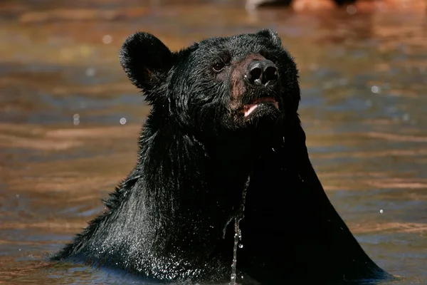Amerykański czarny niedźwiedź siedzi w rzece — Zdjęcie stockowe