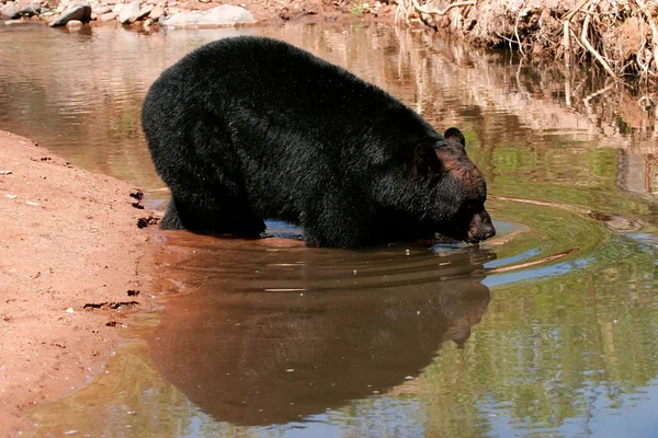 American black bear going into the water — Stock Photo, Image