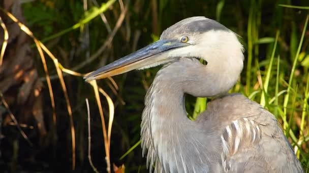 Portrait of Great blue heron (Ardea herodias) preening — Stock Video