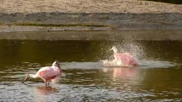 Roseate Spoonbills (Platea ajaja) bañándose — Vídeo de stock