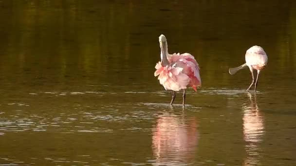 Roseate Spoonbills (Platea ajaja) preening feathers — Stock Video