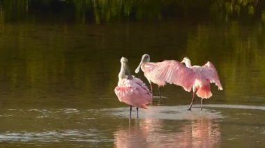 Pembe tüy bakıp Spoonbills (Platea ajaja)