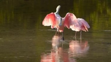 Pembe tüy bakıp Spoonbills (Platea ajaja)