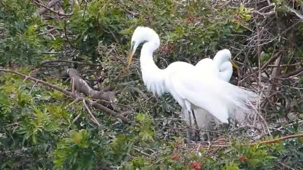 멋진 백로 (Ardea 알바) 둥지 건물 — 비디오