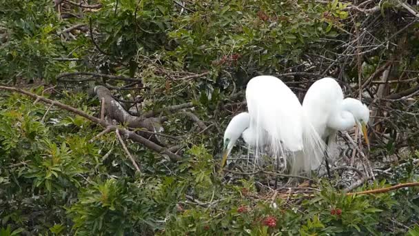 Great egret (Ardea alba) building nest — Stock Video