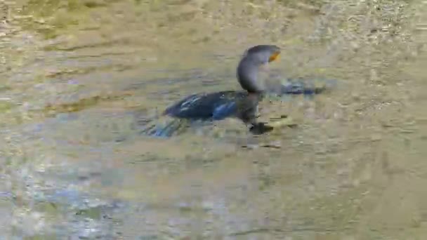 Cormoran à aigrettes (Phalacrocorax auritus) nageant — Video