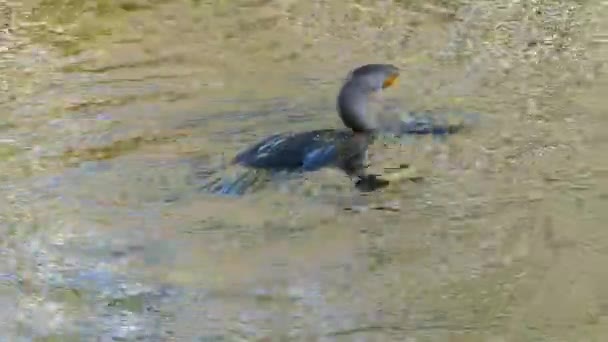 Corvo-marinho de crista dupla (Phalacrocorax auritus) nadando — Vídeo de Stock