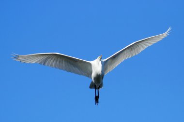 Mavi gökyüzünde uçan büyük ak balıkçıl