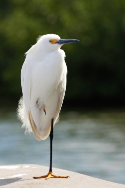 Snowy Egret  clipart