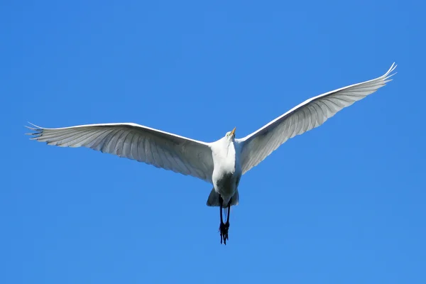 Great egret flying in blue sky — Stock Photo, Image
