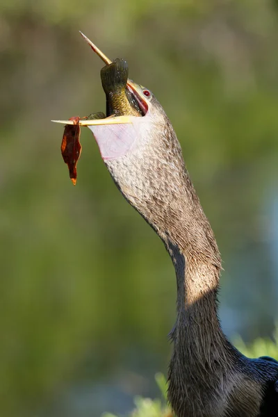 Anhinga swallowing fish — Stock Photo, Image