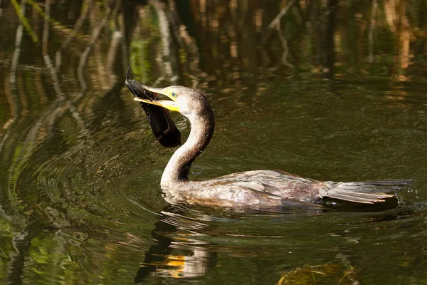 Double-crested Cormorant with a fish — Stock Photo, Image