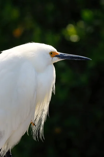 Retrato de egret nevado — Fotografia de Stock