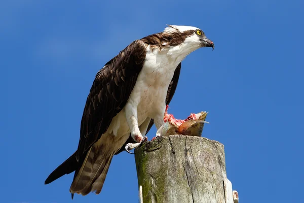 Osprey with a catch on a light pole — Stock Photo, Image