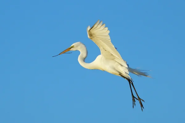 Great egret flying with building material — Stock Photo, Image