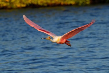 Pembe kaşıkçı uçuş yuva yakınındaki