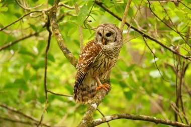 Çizgili baykuş (Strix varia) bir ağaçta oturuyor