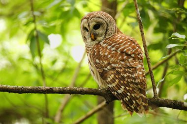 Çizgili baykuş (Strix varia) bir ağaçta oturuyor