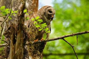 Çizgili baykuş (Strix varia) kerevit tis gagasında holding
