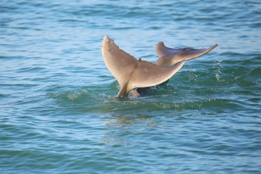 Tails of diving Common bottlenose dolphins clipart