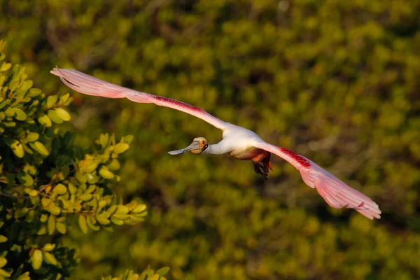Spoonbill rosato in volo vicino al nido — Foto Stock