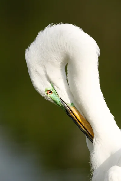 Retrato de grande egret em cores de reprodução grooming — Fotografia de Stock