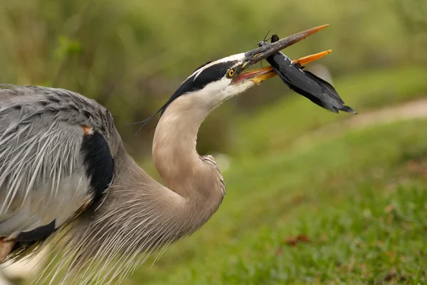 Portrait of Great blue heron eating fish — Stock Photo, Image