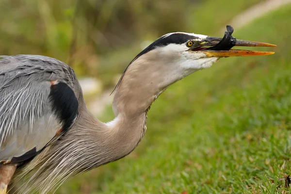 Portrait of Great blue heron eating fish — Stock Photo, Image