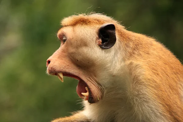 Retrato de Macaco de Toque bocejando, Templo da Caverna em Dambulla, Sri — Fotografia de Stock