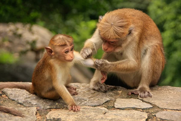 Toque macaque toilettage bébé au temple de la grotte à Dambulla, Sri Lank — Photo