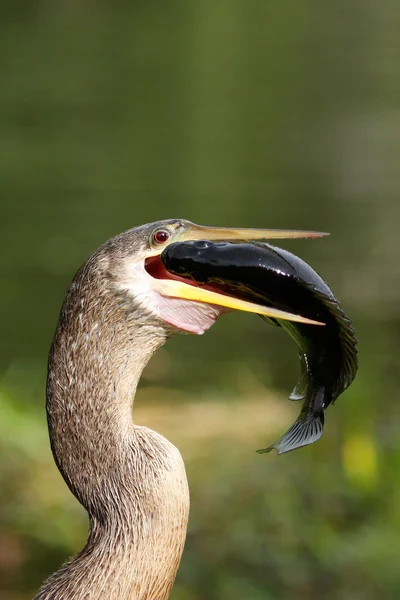 Anhinga eating fish — Stock Photo, Image