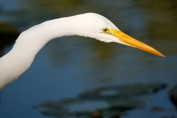 Portrait of Great egret — Stock Photo, Image