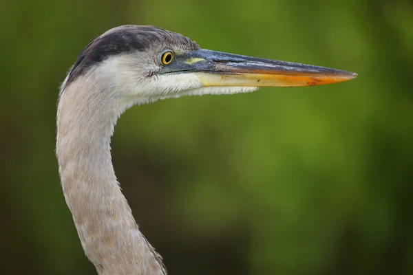 Portrait of Great Blue Heron. It is the largest North American h — Stock Photo, Image
