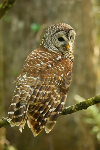 Coruja barrada (Strix varia) sentada em uma árvore — Fotografia de Stock