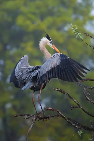 Great Blue Heron spreading wings. It is the largest North Americ — Stock Photo, Image