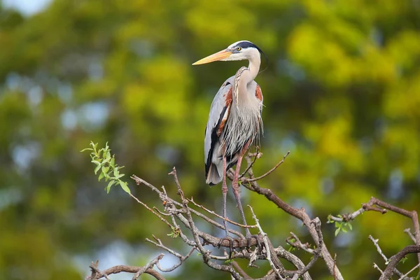 Great Blue Heron de pé em um galho de árvore. É o maior Não — Fotografia de Stock