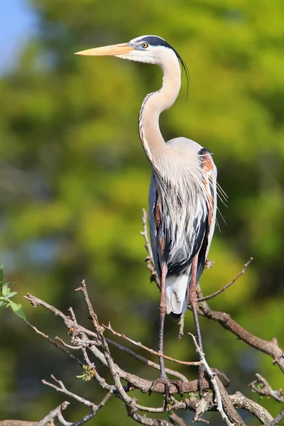 Great Blue Heron de pé em um galho de árvore. É o maior Não — Fotografia de Stock