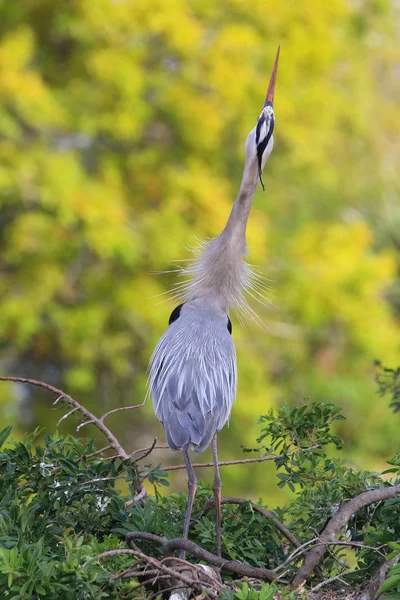 Great Blue Heron in breading display. It is the largest North Am — Stock Photo, Image