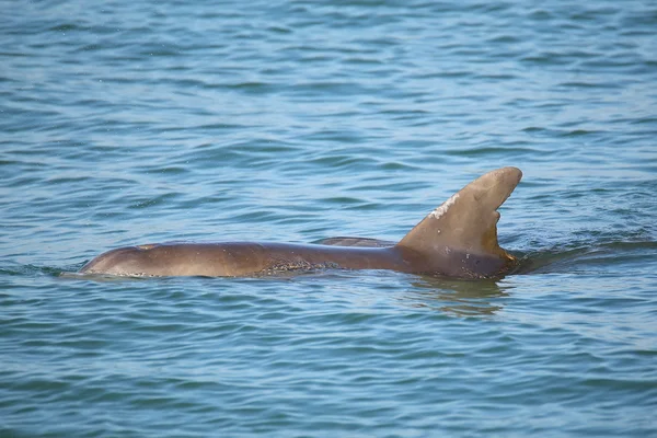Common bottlenose dolphin showing dorsal fin — Stock Photo, Image