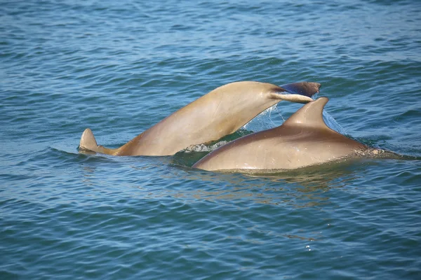 Mother and baby Common bottlenose dolphins diving — Stock Photo, Image