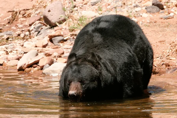 American black bear going into the water — Stock Photo, Image