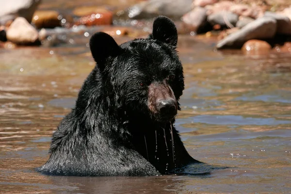 Amerikansk svartbjörn sitter i en flod — Stockfoto