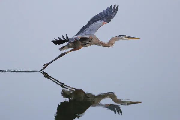 Great blue heron flying above the water — Stock Photo, Image