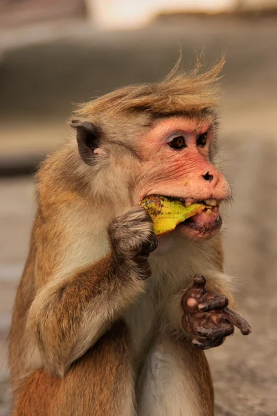 Macaco de toque comendo frutas no templo da caverna em Dambulla, Sri Lanka — Fotografia de Stock