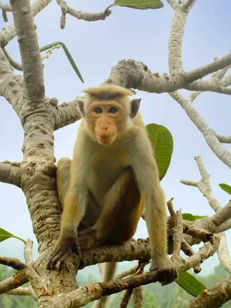 Toque macaque sentado en un árbol en el Templo de la Cueva en Dambulla, Sri — Foto de Stock